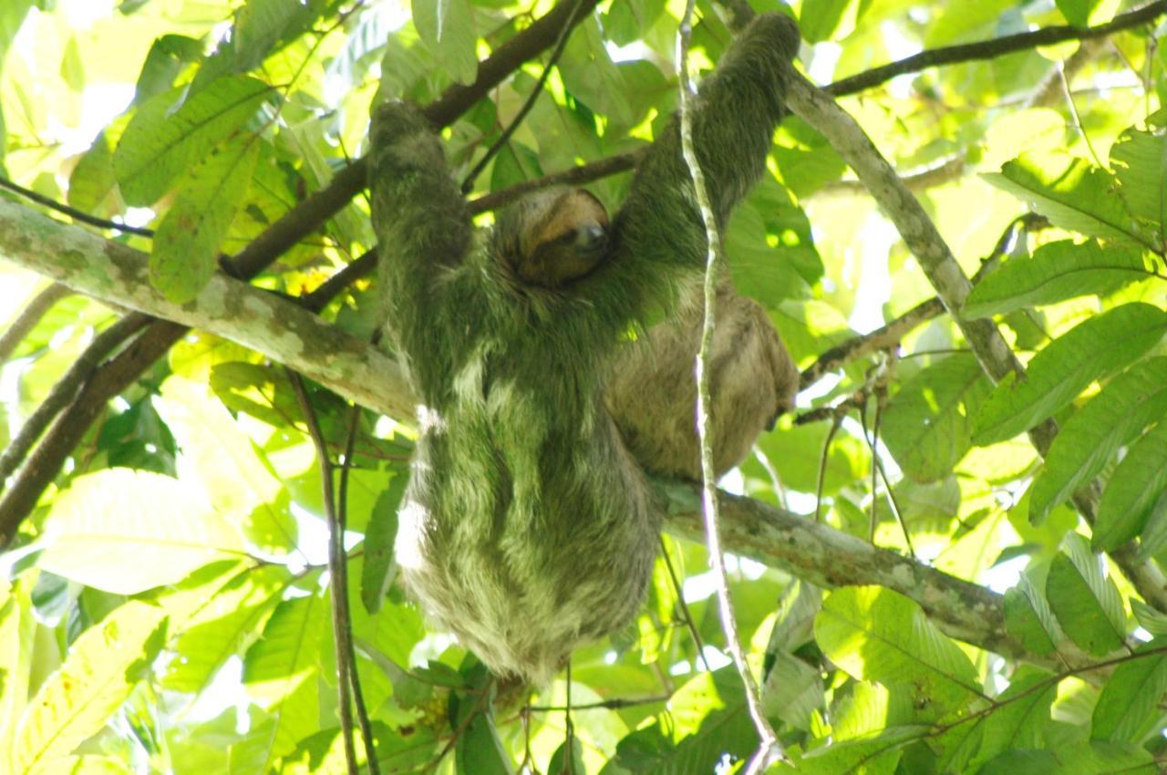 Cecropia Ecolodge La Fortuna Extérieur photo