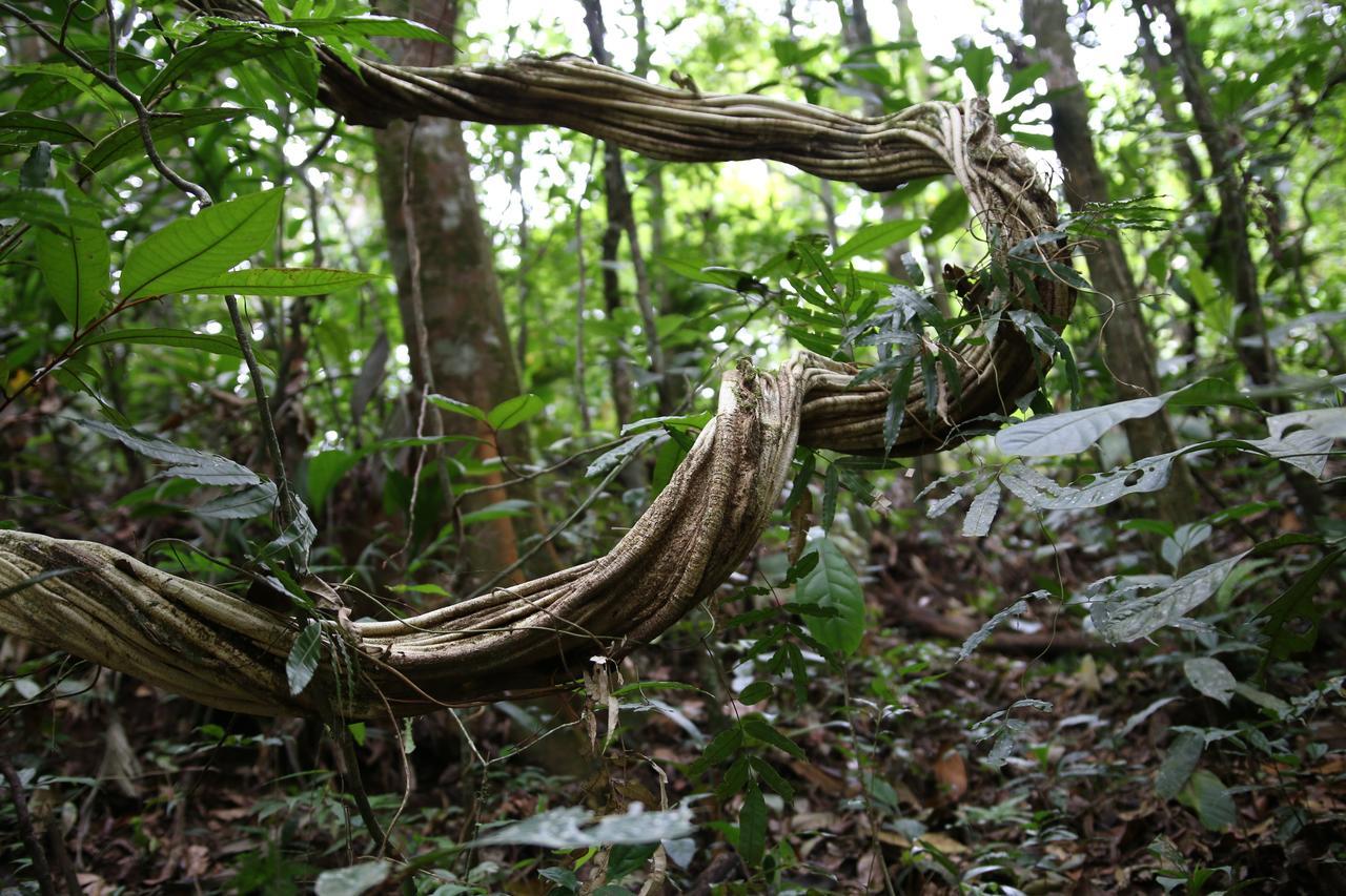 Cecropia Ecolodge La Fortuna Extérieur photo